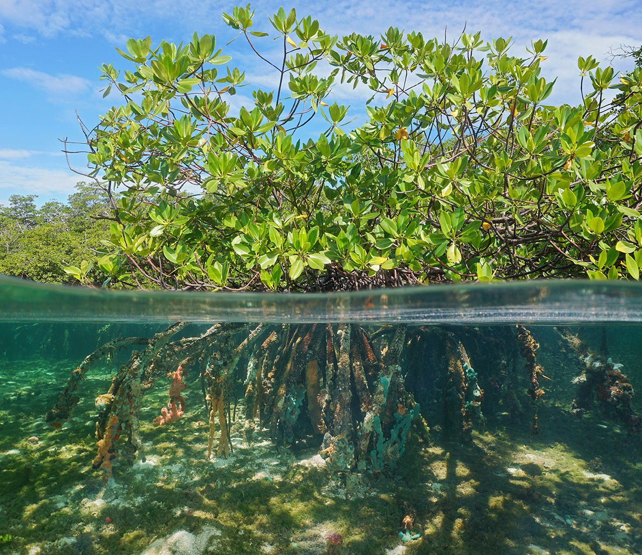 Climate Impact Adaptation And Mitigation climate-impact-adaptation-and-mitigation