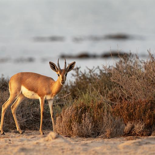 stock-photo-arabian-rheem-gazelle-at-hawar-island-of-bahrain-1901790706